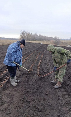 В Саратовской области заготовили более 11 тонн семян для воспроизводства лесов