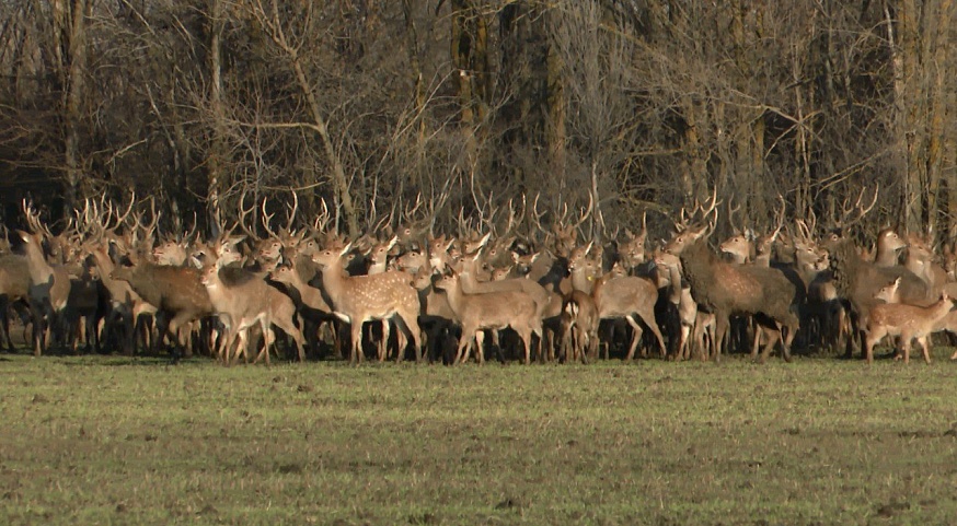 В Саратовской области растет численность оленей, косуль и ланей
