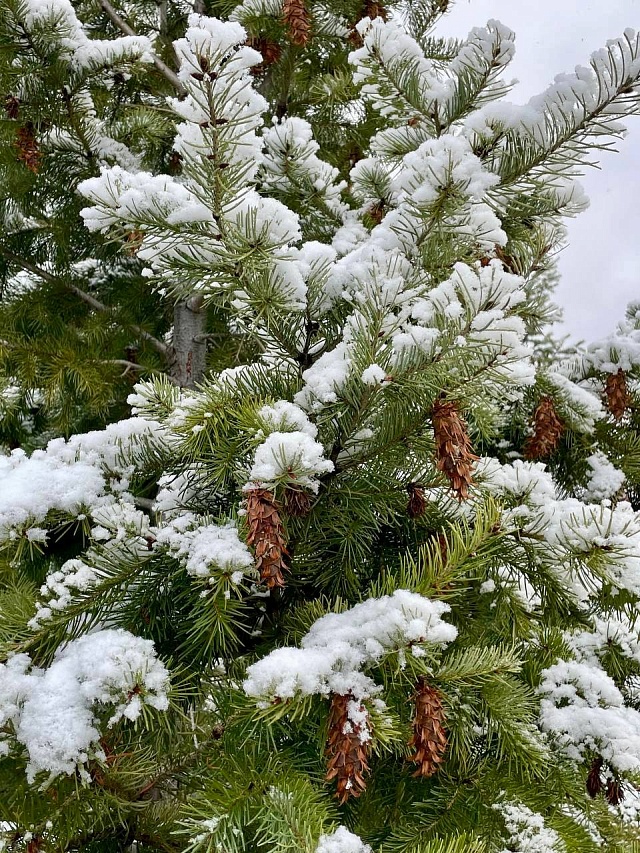Володин поделился снимками заснеженного Иоанновского монастыря под Саратовом