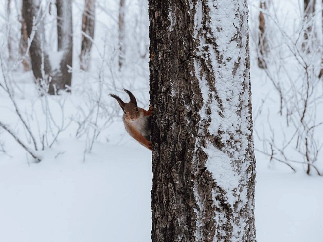 Саратовские школьники покормили белок во время прогулки по новой экотропе в Ленинском районе