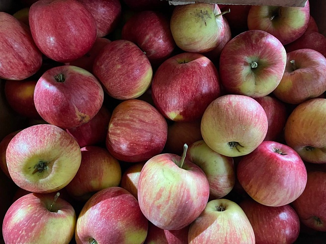 В Петровском районе обсуждают запуск производства яблочного сока