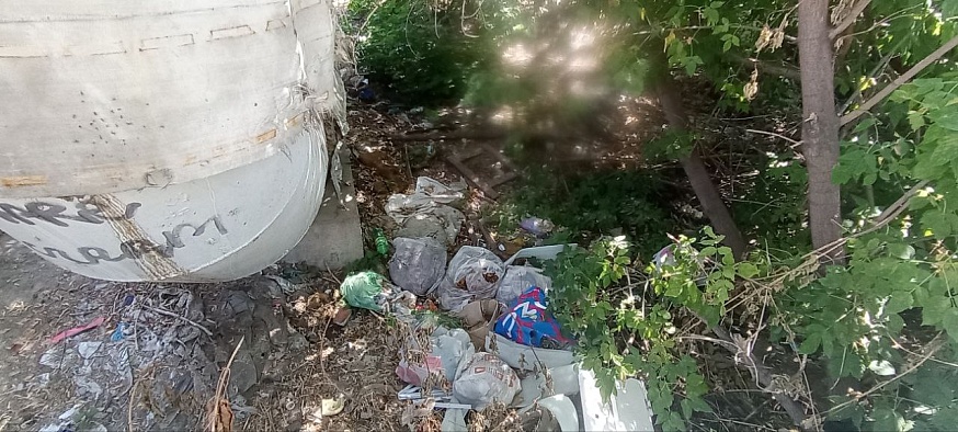 Саратовцы жалуются на крыс