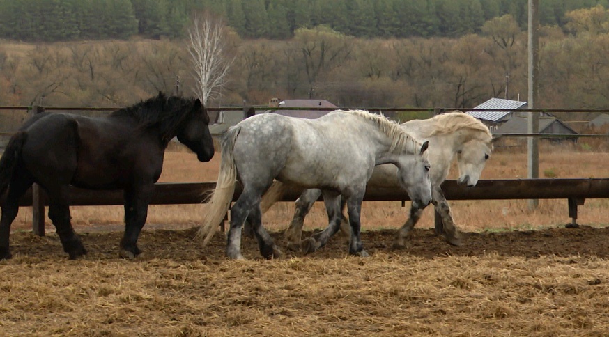 Элитные лошади заработали саратовскому фермеру сотни кубков и медалей 
