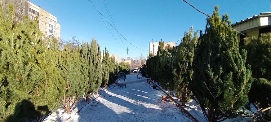 Саратовцам предлагают сосны и пихты от 600 до 50 000 рублей 