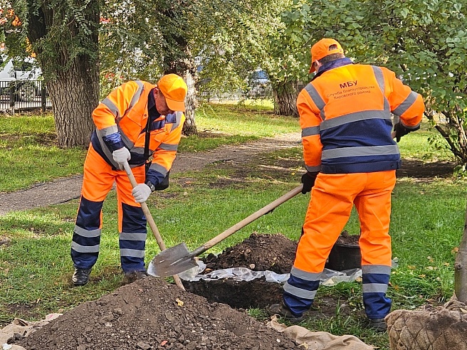 В сквере на Рахова высадили шершавый вяз и липы