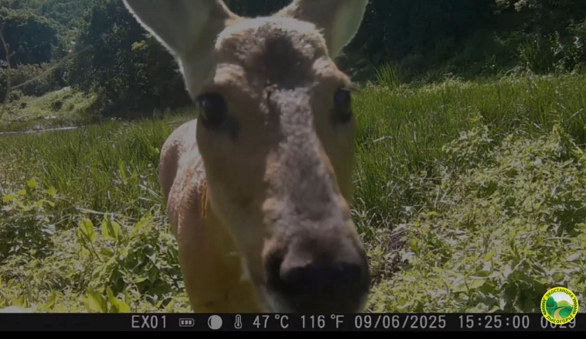 Любопытные лось и косуля изучали фотоловушку биологов на урочище под Саратовом