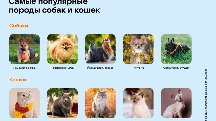 Одноклассники назвали животных, которых чаще всего заводят россияне