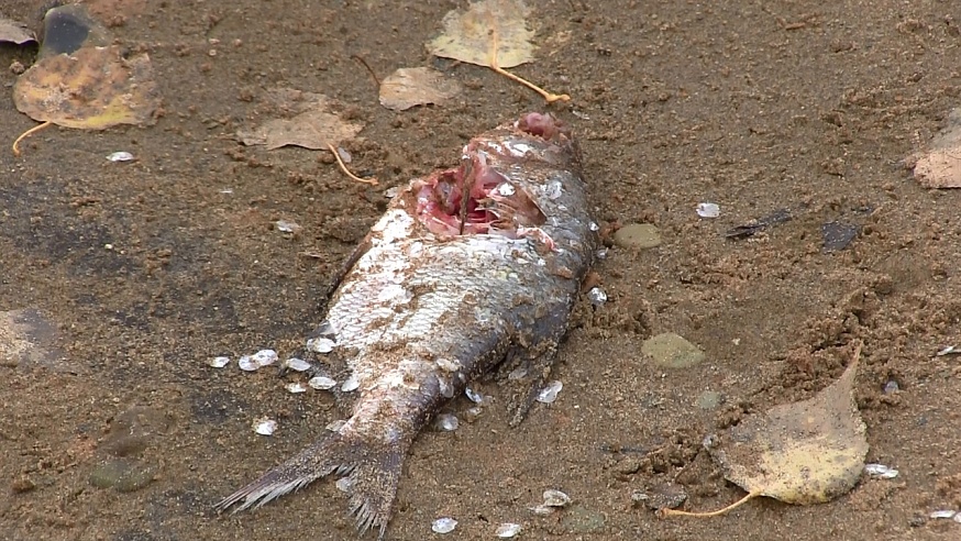 Специалисты института рыбного хозяйства опасаются массовой гибели рыбы в Волге