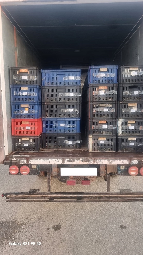 24,8 тысячи живых раков не пропустили в Саратовскую область