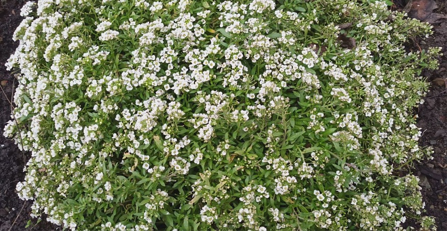 Саратовцы делятся фотографиями "зимнего" урожая