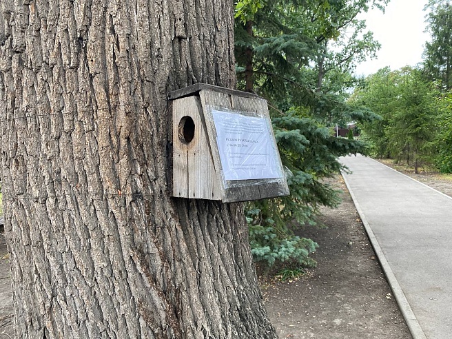 Саратовцы обеспокоены гибелью рыбы в прудах Горпарка