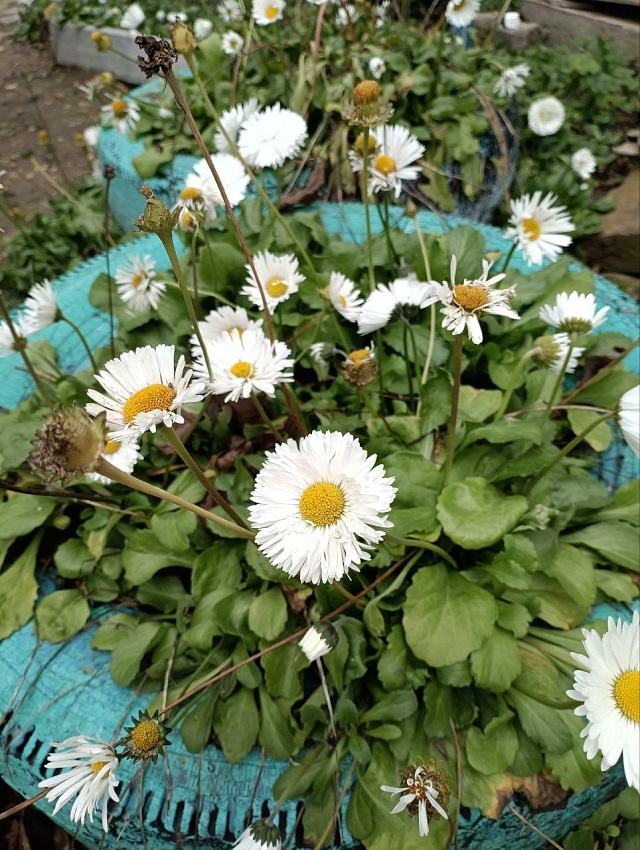 Саратовцы делятся фотографиями "зимнего" урожая