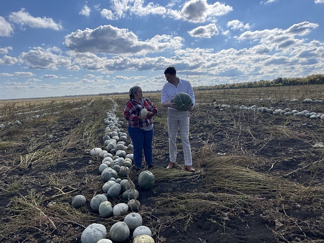 В Петровском районе начали уборку "грызовой" тыквы