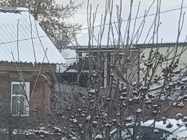 Аткарский район "атаковали" свиристели