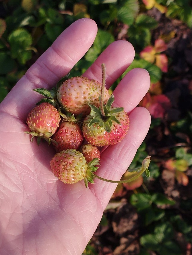 Саратовцы делятся фотографиями "зимнего" урожая