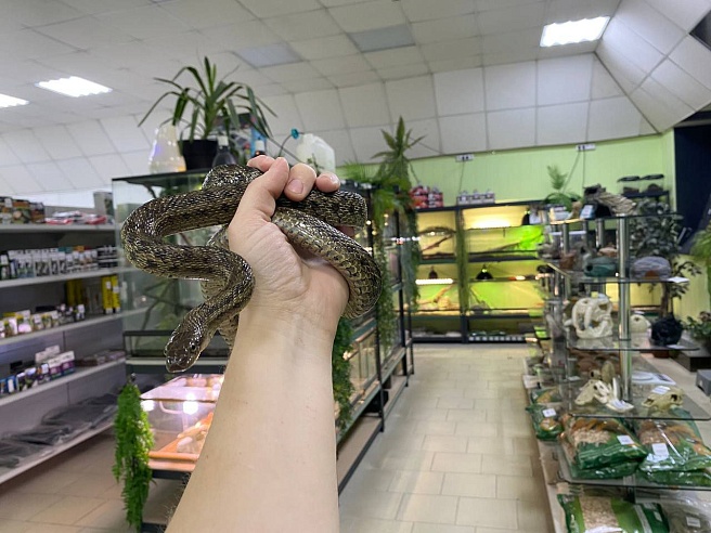 В дом к саратовцам заползла "огромная" змея