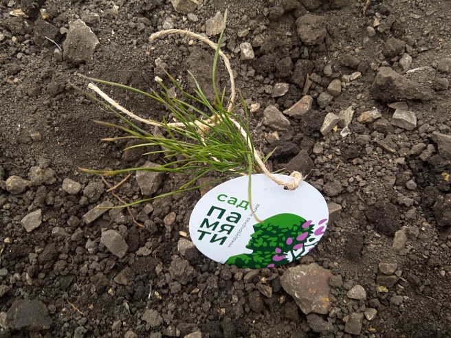 С начала года в Саратовской области высажено порядка 12 миллионов деревьев