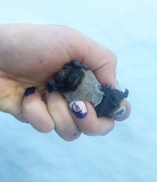 В Саратове в аномальный мороз спасли истощенную летучую мышь