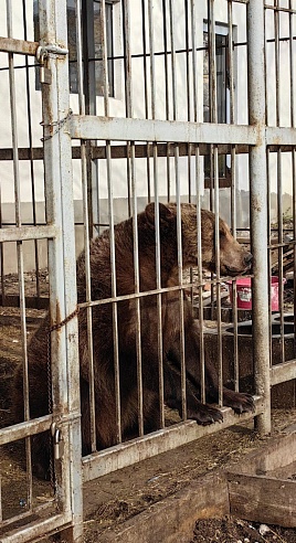 Саратовская медведица Венера поедет жить в зоопарк Белгорода