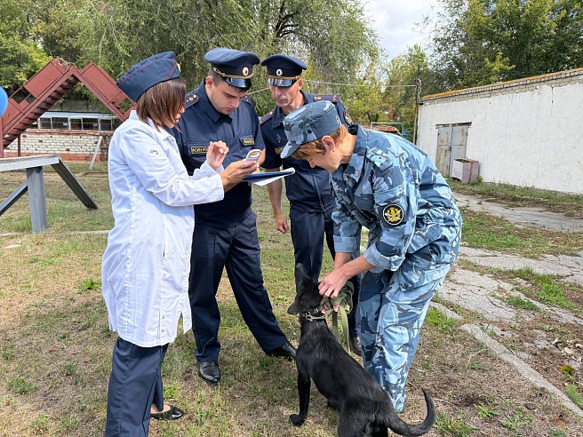 Девять щенков немецкой овчарки отправили из саратовского питомника в Дагестан