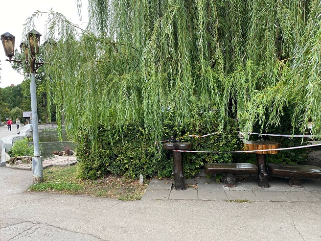 Саратовцы обеспокоены гибелью рыбы в прудах Горпарка