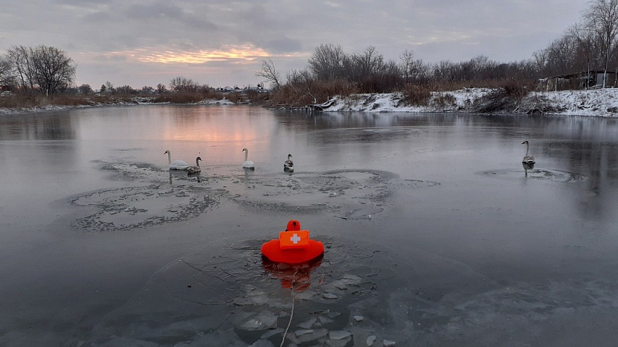 В Новоузенском районе спасатели помогли вмерзшим в лед лебедям