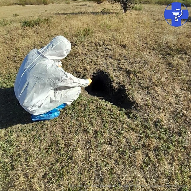 Саратовские ветеринары разложили в лесах 300 тысяч доз антирабической вакцины