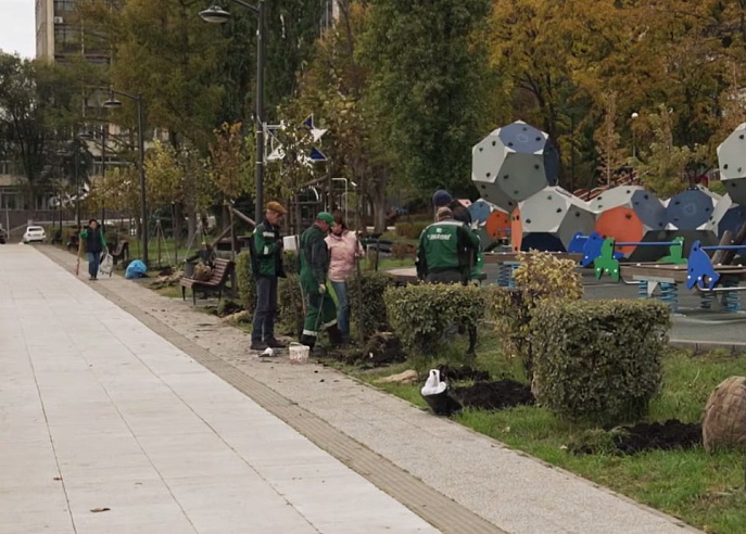 В центре Саратова высадят деревья-крупномеры