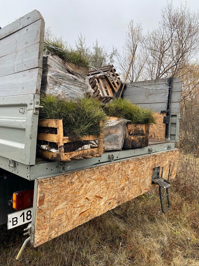 Белую акацию назвали перспективной породой для лесовосстановления в Саратовской области