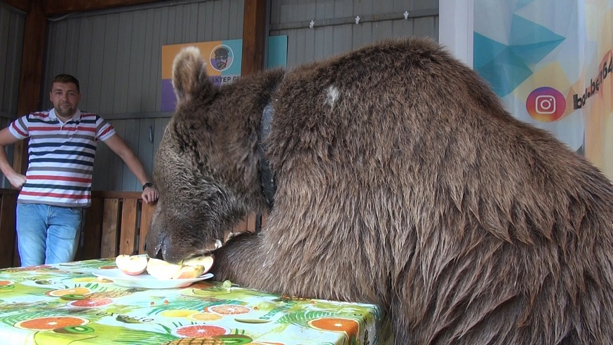 В Саратове медведь отпугивает грабителей и ест за пятерых