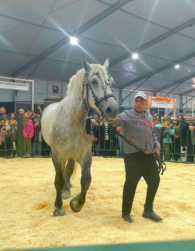 Дэйнерис из Саратовской области завоевала золото на всероссийской агропромышленной выставке