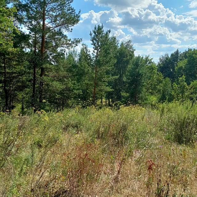 Саратовцам ограничили пребывание в лесах до 22 октября