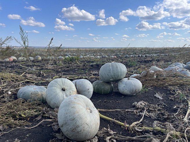 В Петровском районе начали уборку "грызовой" тыквы