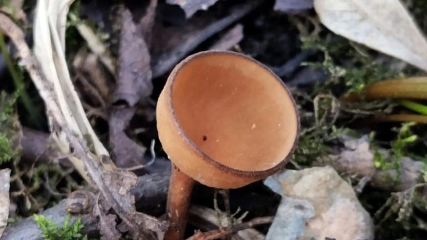 Мужчина нашел редкий гриб, который питается лютиками