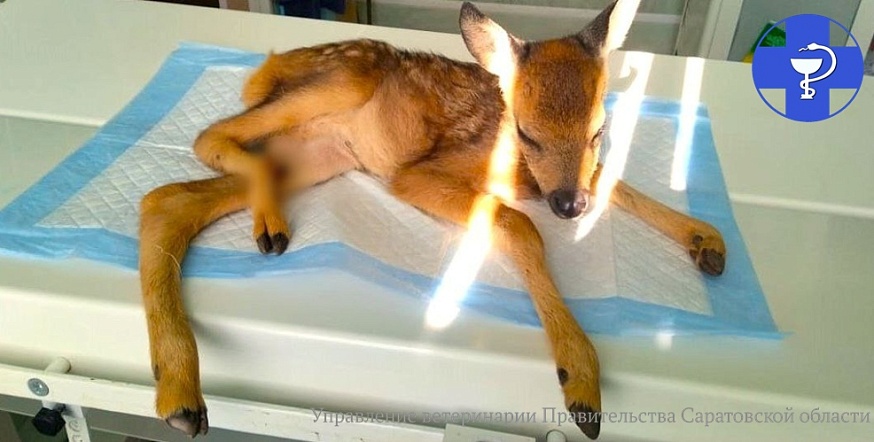 В Саратовской области ветеринары спасли детеныша косули после наезда комбайна