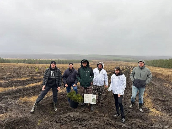 В Саратовской области будут высажены 350 тысяч сеянцев сосны и акации