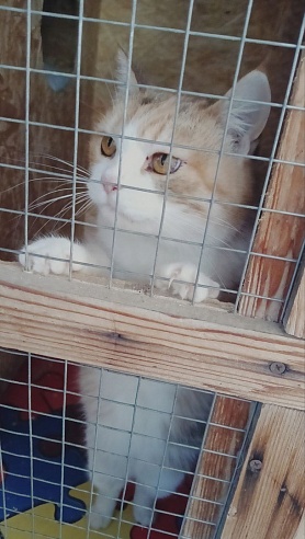 Волонтеры Балаковской АЭС оказали помощь приюту для животных 