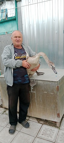 Жители Аткарска отбили лебедя у бродячих собак