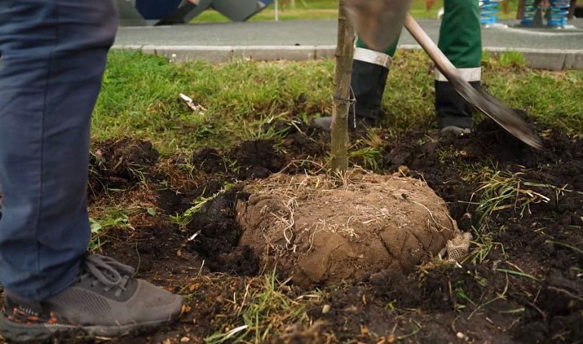 В центре Саратова высадят деревья-крупномеры