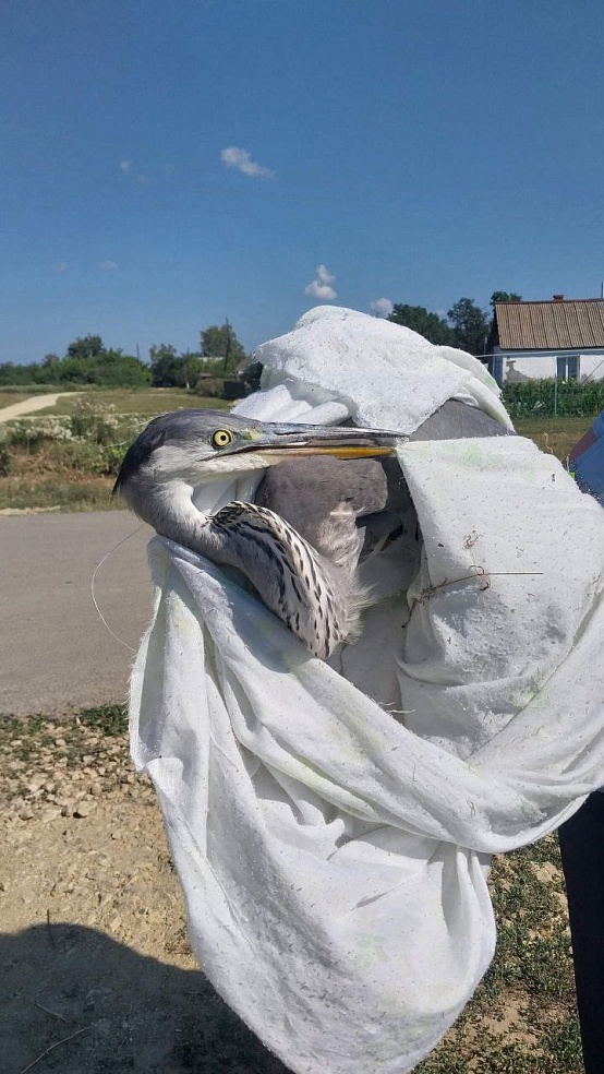 Под Саратовом школьники спасли цаплю после нападения коршуна