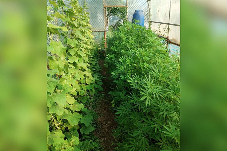 Саратовец вырастил вместе с огурцами 20 кустов конопли