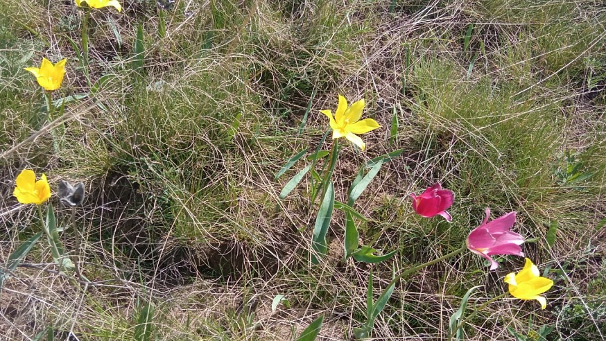 В степях Саратовской области зацвели дикие пионы и краснокнижные тюльпаны