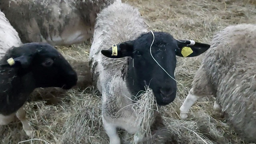 В Саратовской области строят ферму на четыре тысячи голов овец