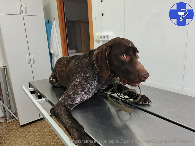 Ветеринары в Саратовской области зашили лоб Хану 