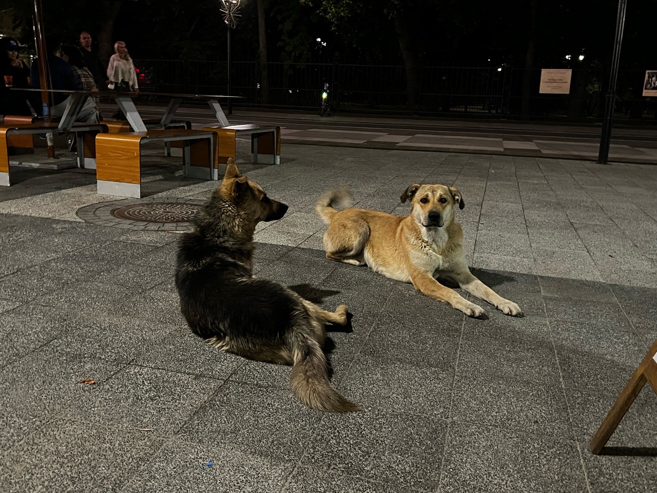 бездомные собаки, животные